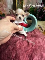 Tiny Mr. SORROWFUL  see video, a male Chihuahua for sale in Tracy, CA – 1 of 5