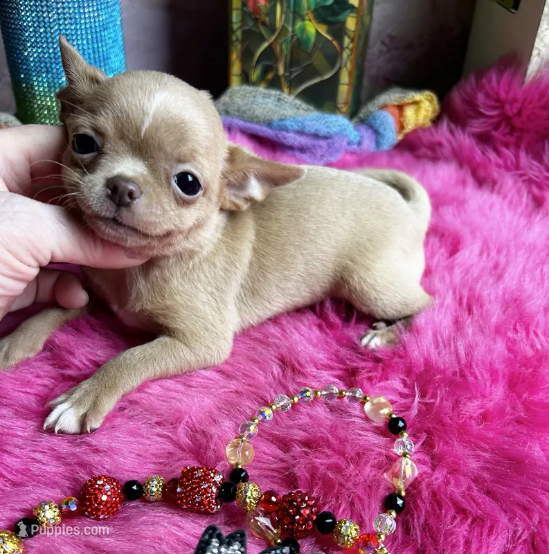 Little GOLDIE -Video – Chihuahua puppy for sale in Tracy, CA