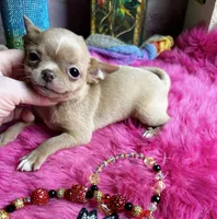Little GOLDIE -Video, a female Chihuahua for sale in Tracy, CA – 1 of 4