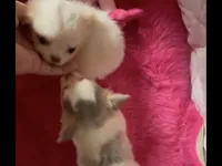 PIKACHU see Video , a male Chihuahua for sale in Tracy, CA – 7 of 8