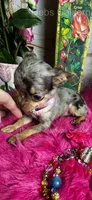 Tiny Cupcake , a female Chihuahua for sale in Tracy, CA – 3 of 8