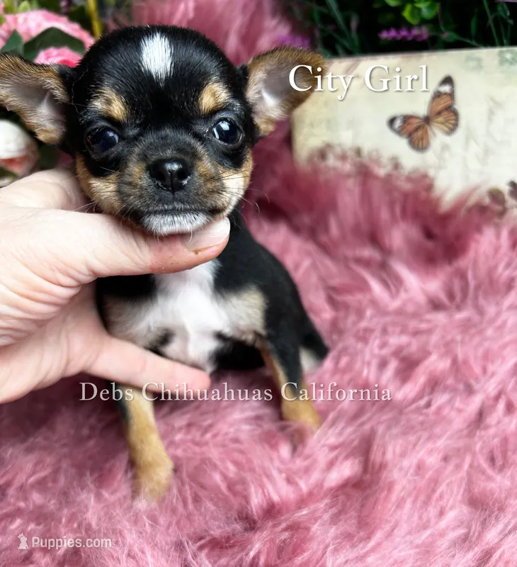 Little CITY GIRL  – Chihuahua puppy for sale in Tracy, CA
