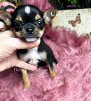 Little CITY GIRL , a female Chihuahua for sale in Tracy, CA – 1 of 2