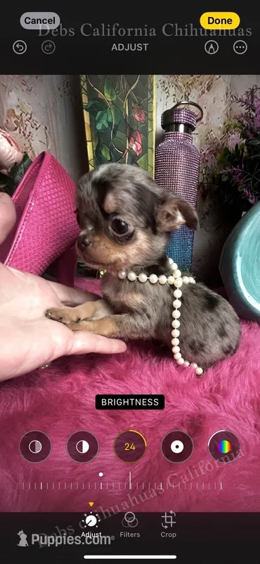 Tiny BAMBI  – Chihuahua puppy for sale in Tracy, CA