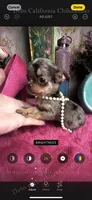 Tiny BAMBI , a female Chihuahua for sale in Tracy, CA – 1 of 5
