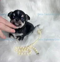   Longcoat Tiny PEPE LE PEW, a male Chihuahua for sale in Tracy, CA – 3 of 5
