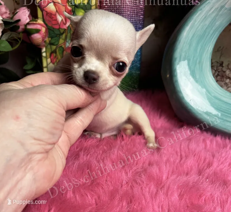 Tiny OHLALA  – Chihuahua puppy for sale in Tracy, CA