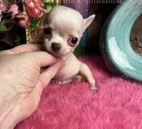 Tiny OHLALA , a male Chihuahua for sale in Tracy, CA – 4 of 4