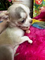 Tiny SPARROW , a male Chihuahua for sale in Tracy, CA – 6 of 7