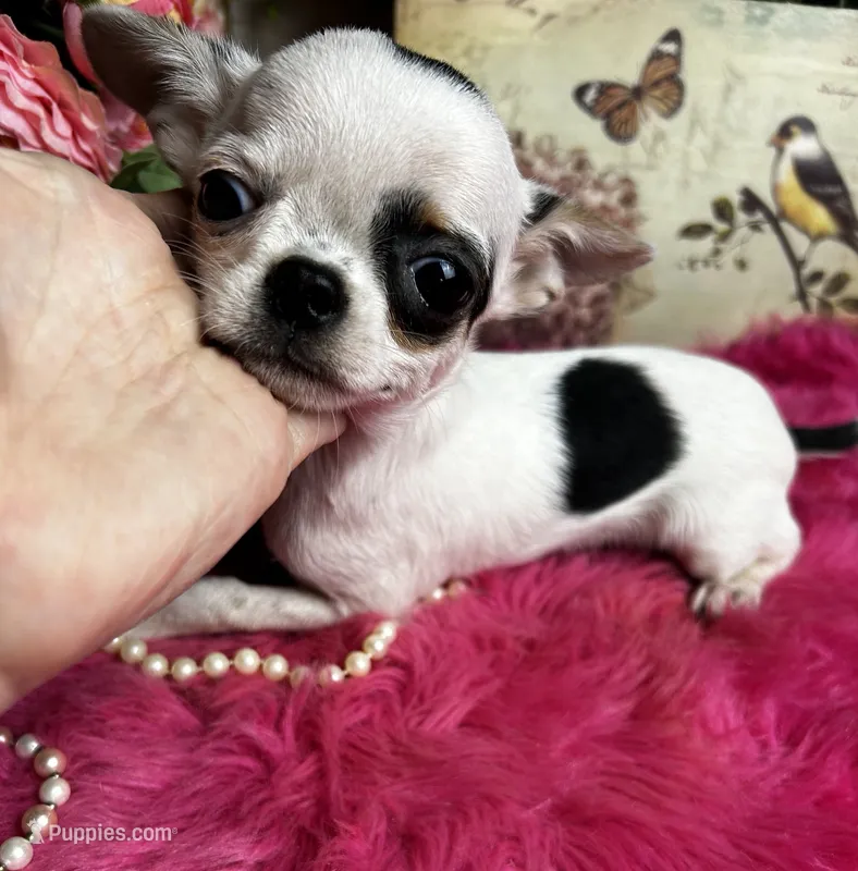5 month old INKBLOT – Chihuahua puppy for sale in Tracy, CA
