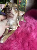 Little chocolate COCO, a female Chihuahua for sale in Tracy, CA – 5 of 5