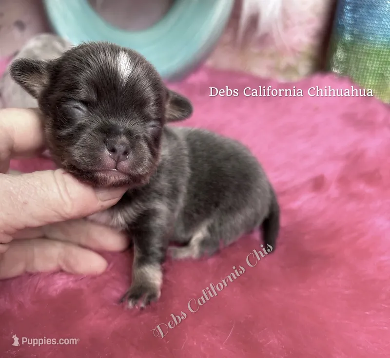 Tiny BLUEJAY  – Chihuahua puppy for sale in Tracy, CA