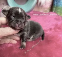 Tiny BLUEJAY , a male Chihuahua for sale in Tracy, CA – 1 of 4