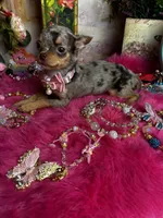 Tiny  CUPCAKE - See 2 Videos, a female Chihuahua for sale in Tracy, CA – 6 of 10