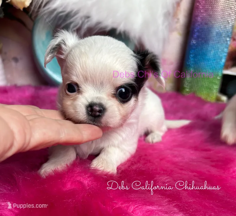 Longcoat Tiny LONDON – Chihuahua puppy for sale in Tracy, CA