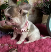 Little Longcoat SOPHIE , a female Chihuahua for sale in Tracy, CA – 3 of 9