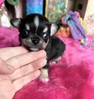 Deb’s California  LC Tiny PEPE LE PEW, a male Chihuahua for sale in Tracy, CA – 3 of 5