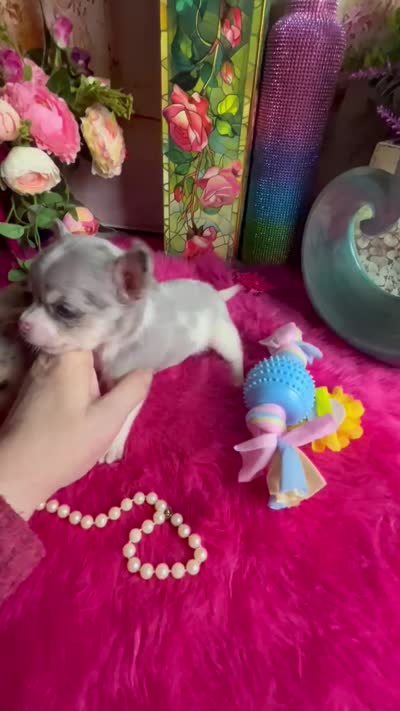Tiny PICASSO  See Video, a male Chihuahua for sale in Tracy, CA – 5 of 5