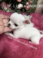 Little SnowWhite , a female Chihuahua for sale in Tracy, CA – 4 of 4