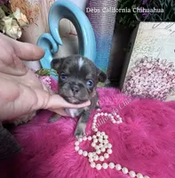 Deb’s CA BLUEJAY , a male Chihuahua for sale in Tracy, CA – 3 of 5