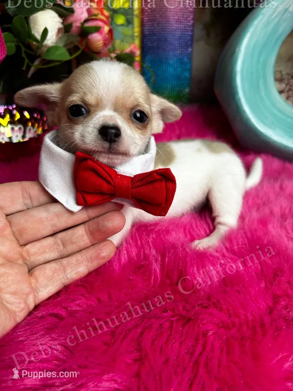 Little BUTTON see video – Chihuahua puppy for sale in Tracy, CA