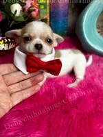 Little BUTTON see video, a male Chihuahua for sale in Tracy, CA – 1 of 5
