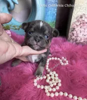 Deb’s CA BLUEJAY , a male Chihuahua for sale in Tracy, CA – 2 of 5