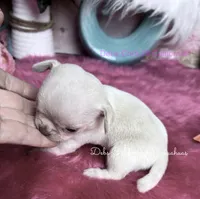  Little MONROE, a female Chihuahua for sale in Tracy, CA – 2 of 3