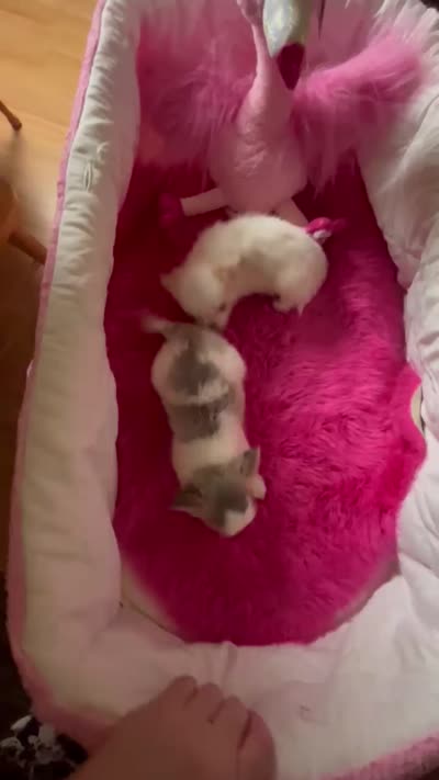 Tiny POWDER  See VIDEO, a male Chihuahua for sale in Tracy, CA – 5 of 5