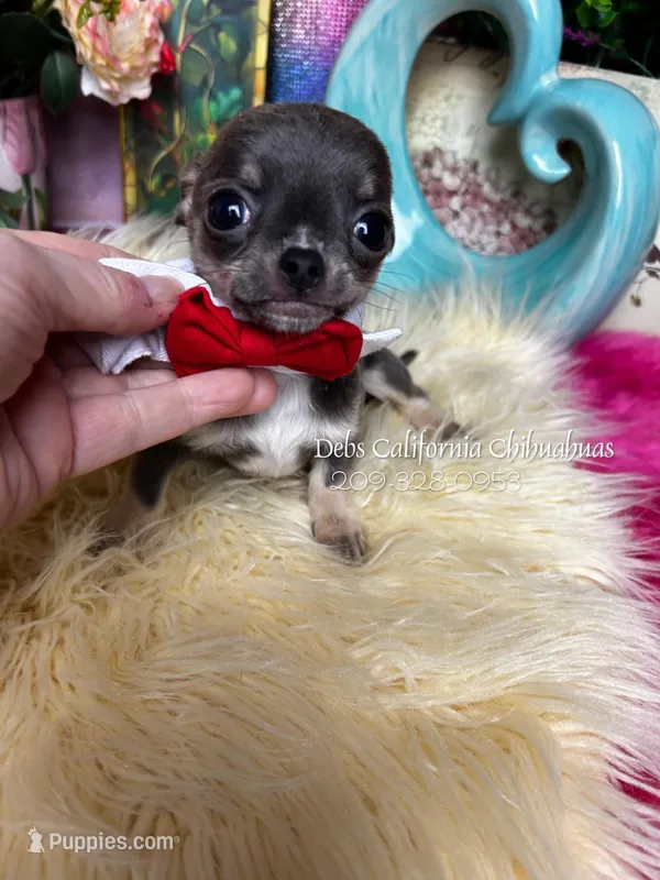  California Chihuahuas JAY