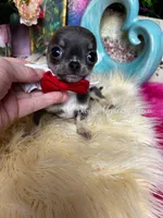  California Chihuahuas JAY, a male Chihuahua for sale in Tracy, CA – Photo 1 of 3