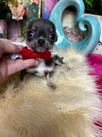  California Chihuahuas JAY, a male Chihuahua for sale in Tracy, CA – Photo 3 of 3