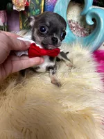  California Chihuahuas JAY, a male Chihuahua for sale in Tracy, CA – Photo 2 of 3