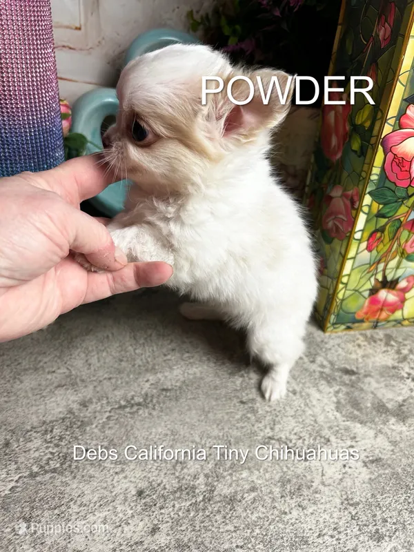Tiny POWDER  See VIDEO – Chihuahua puppy for sale in Tracy, CA
