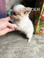 Tiny POWDER  See VIDEO, a male Chihuahua for sale in Tracy, CA – 1 of 5