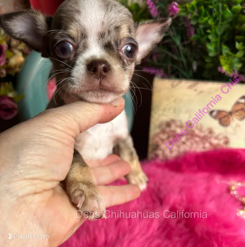 Deb’s  ROLEX - Pics Parents- video  – Chihuahua puppy for sale in Tracy, CA