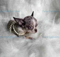 Little BLUE SKIES  - 2 Videos!, a male Chihuahua for sale in Tracy, CA – 4 of 8