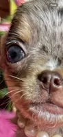Tiny BAMBI , a female Chihuahua for sale in Tracy, CA – 4 of 5