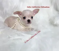 Little  COWBOY , a male Chihuahua for sale in Tracy, CA – 3 of 5