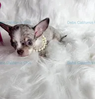 Little BLUE SKIES  - 2 Videos!, a male Chihuahua for sale in Tracy, CA – 8 of 8