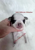 Little PANDA, a male Chihuahua for sale in Tracy, CA – 3 of 4