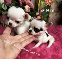 Little SnowWhite , a female Chihuahua for sale in Tracy, CA – 2 of 4