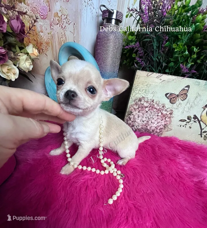 Tiny STUART LITTLE  – Chihuahua puppy for sale in Tracy, CA