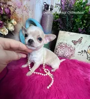 Tiny STUART , a male Chihuahua for sale in Tracy, CA – 3 of 4