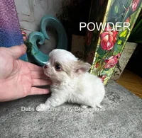 Tiny POWDER  See VIDEO, a male Chihuahua for sale in Tracy, CA – 4 of 5