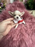 Tiny Mr. SORROWFUL  see video, a male Chihuahua for sale in Tracy, CA – 2 of 5
