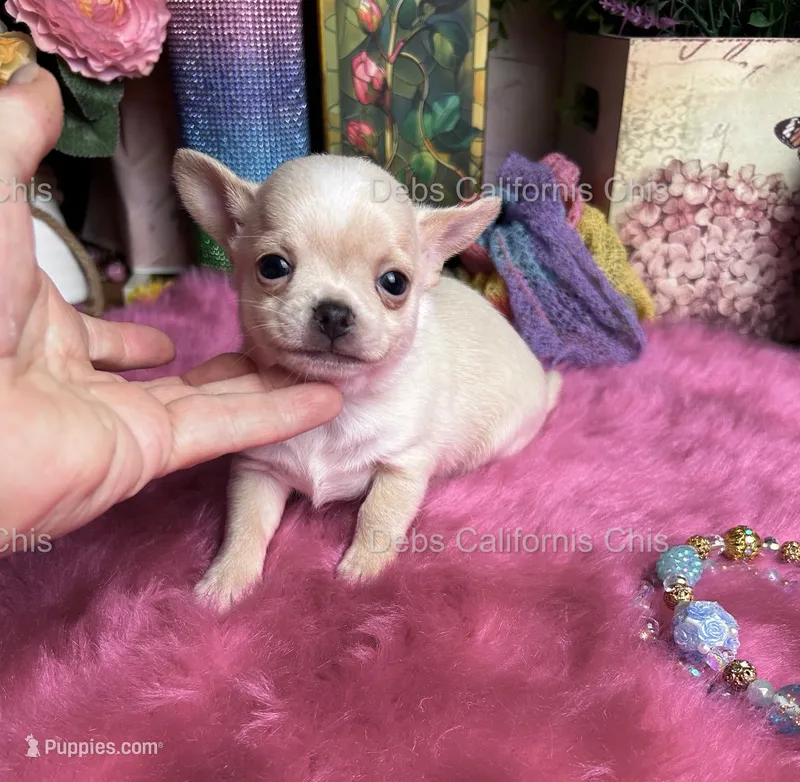 Debs California Chis COWBOY  – Chihuahua puppy for sale in Tracy, CA