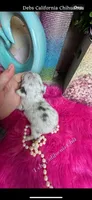 Deb’s CA PICASSO , a male Chihuahua for sale in Tracy, CA – 2 of 3