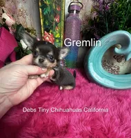 Tiny GREMLIN , a male Chihuahua for sale in Tracy, CA – 2 of 4