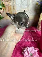 Little BEA, a male Chihuahua for sale in Tracy, CA – 1 of 1